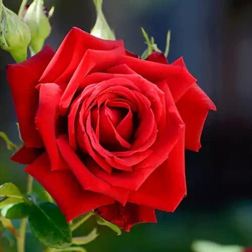 Kashmiri Rose (કાશ્મીરી ગુલાબ)
